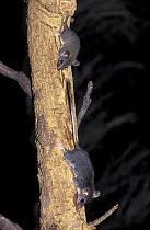 Red-tailed Phascogale (Phascogale calura) pair climbing down tree at night, native to Australia