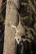 Red-tailed Phascogale (Phascogale calura) climbing down tree at night, Taronga Zoo, Sydney, New South Wales, Australia