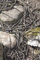 Red-sided Garter Snake (Thamnophis sirtalis parietalis) group mating after hibernation, Narcisse, Manitoba, Canada