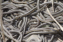 Red-sided Garter Snake (Thamnophis sirtalis parietalis) group mating after hibernation, Narcisse, Manitoba, Canada