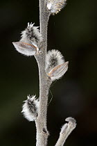Willow (Salix sp) catkins, Kenora, Ontario, Canada