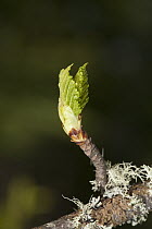 Balsam Poplar (Populus balsamifera) new growth, Kenora, Ontario, Canada