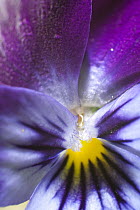 Common Blue Violet (Viola sororia) ovules, Kenora, Ontario, Canada