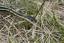 Red-sided Garter Snake (Thamnophis sirtalis parietalis), Narcisse, Manitoba, Canada