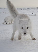 Arctic Fox (Alopex lagopus) pups in defensive posture, Churchill, Manitoba, Canada