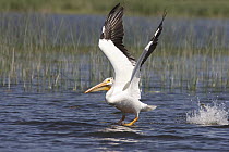 American White Pelican (Pelecanus erythrorhynchos) taking flight from lake, Kenora, Ontario, Canada