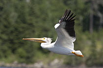 American White Pelican (Pelecanus erythrorhynchos) flying, Kenora, Ontario, Canada