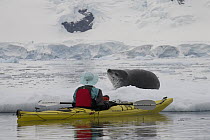 Leopard Seal (Hydrurga leptonyx) and kayaker, Paradise Bay, Antarctic Peninsula, Antarctica