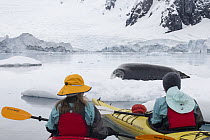 Leopard Seal (Hydrurga leptonyx) and kayakers, Paradise Bay, Antarctic Peninsula, Antarctica