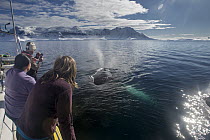 Humpback Whale (Megaptera novaeangliae) curious individual surfacing near tourists, Gerlache Strait, Antarctic Peninsula, Antarctica