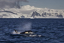 Orca (Orcinus orca) female surfacing, Anvers Island, Antarctic Peninsula, Antarctica