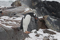 Gentoo Penguin (Pygoscelis papua) jumping down rock, Port Lockroy, Weincke Island, Antarctic Peninsula, Antarctica, sequence 2 of 3