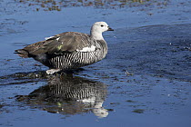 Upland Goose (Chloephaga picta) male in water, Estancia Harberton, Tierra del Fuego, Argentina