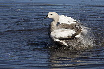 Upland Goose (Chloephaga picta) male bathing, Estancia Harberton, Tierra del Fuego, Argentina