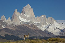 Guanaco (Lama guanicoe) and Mount Fitz Roy, Patagonia, Chile