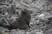 Antarctic Fur Seal (Arctocephalus gazella) sub-adult, Palmer Station, Antarctica