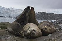 Southern Elephant Seal (Mirounga leonina) females on beach with two sub-adult males fighting, Palmer Station, Antarctica