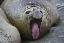 Southern Elephant Seal (Mirounga leonina) yawning, Palmer Station, Antarctica