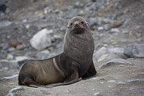 Antarctic Fur Seal (Arctocephalus gazella) male, Palmer Station, Antarctica