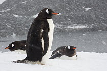 Gentoo Penguin (Pygoscelis papua) trio during snow storm, Port Lockroy, Weincke Island, Antarctic Peninsula, Antarctica
