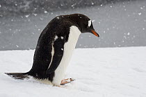 Gentoo Penguin (Pygoscelis papua) during snow storm, Port Lockroy, Weincke Island, Antarctic Peninsula, Antarctica
