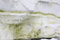 Algae growth on glacier, Gonzalez Videla Antarctic Base, Paradise Bay, Antarctic Peninsula, Antarctica