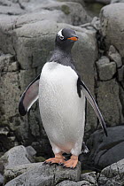 Gentoo Penguin (Pygoscelis papua), Gonzalez Videla Antarctic Base, Paradise Bay, Antarctic Peninsula, Antarctica
