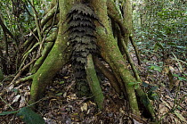 Termite (Procubitermes sp) nest in tree, Democratic Republic of the Congo