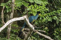 Great Blue Turaco (Corythaeola cristata), Odzala-Kokoua National Park, Democratic Republic of the Congo