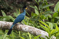 Great Blue Turaco (Corythaeola cristata), Odzala-Kokoua National Park, Democratic Republic of the Congo