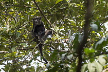 White-nosed Guenon (Cercopithecus nictitans) feeding on leaves in canopy, Democratic Republic of the Congo
