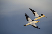 Cape Gannet (Morus capensis) pair flying, Eastern Cape, South Africa