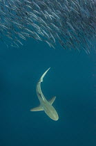 Bronze Whaler Shark (Carcharhinus brachyurus) hunting Pacific Sardines (Sardinops sagax), Eastern Cape, South Africa