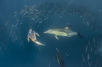 Long-beaked Common Dolphin (Delphinus capensis) pair and diving Cape Gannet (Morus capensis) hunting Pacific Sardines (Sardinops sagax), Eastern Cape, South Africa