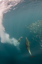 Long-beaked Common Dolphin (Delphinus capensis) and diving Cape Gannet (Morus capensis) hunting Pacific Sardines (Sardinops sagax), Eastern Cape, South Africa