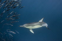 Long-beaked Common Dolphin (Delphinus capensis) hunting Pacific Sardines (Sardinops sagax), Eastern Cape, South Africa