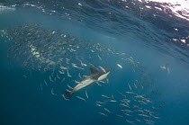 Long-beaked Common Dolphin (Delphinus capensis) hunting Pacific Sardines (Sardinops sagax), Eastern Cape, South Africa