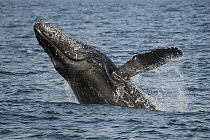 Humpback Whale (Megaptera novaeangliae) breaching, Eastern Cape, South Africa. Sequence 1 of 5