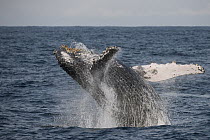 Humpback Whale (Megaptera novaeangliae) breaching, Eastern Cape, South Africa. Sequence 2 of 5