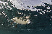 Cape Gannet (Morus capensis) looking below surface for fish, Eastern Cape, South Africa