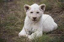 African Lion (Panthera leo) cub, bred for white color, Inkwenkwezi Private Game Reserve, Eastern Cape, South Africa