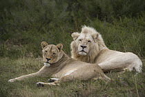 African Lion (Panthera leo) male and female, bred for white color, Inkwenkwezi Private Game Reserve, Eastern Cape, South Africa