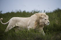 African Lion (Panthera leo) male running, Inkwenkwezi Private Game Reserve, Eastern Cape, South Africa