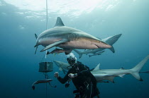 Black-tip Shark (Carcharhinus limbatus) trio circling chum bucket and diver during baited shark dive, Umkomaas, Kwazulu Natal, South Africa