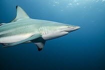 Black-tip Shark (Carcharhinus limbatus), Umkomaas, Kwazulu Natal, South Africa