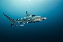 Black-tip Shark (Carcharhinus limbatus) with Remoras (Remora remora), Umkomaas, Kwazulu Natal, South Africa
