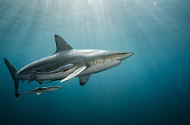 Black-tip Shark (Carcharhinus limbatus) and Remora (Remora remora), Umkomaas, Kwazulu Natal, South Africa
