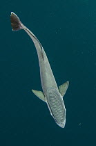 Remora (Remora remora) showing sucker-like first dorsal fin, Umkomaas, Kwazulu Natal, South Africa