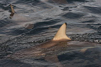 Black-tip Shark (Carcharhinus limbatus) pair swimming near surface, Umkomaas, Kwazulu Natal, South Africa