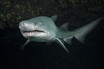 Grey Nurse Shark (Carcharias taurus), Umkomaas, Kwazulu Natal, South Africa